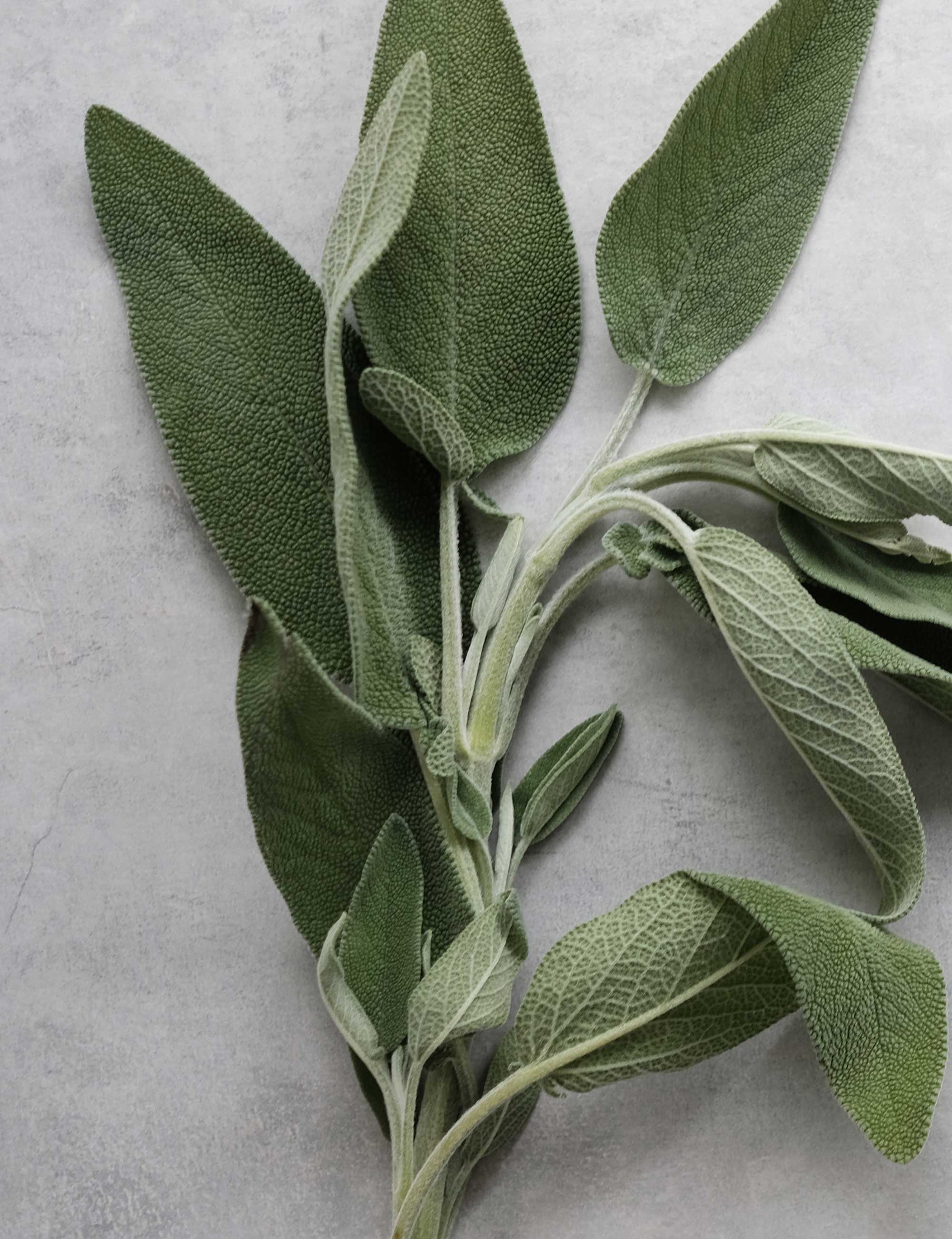 sage-01
